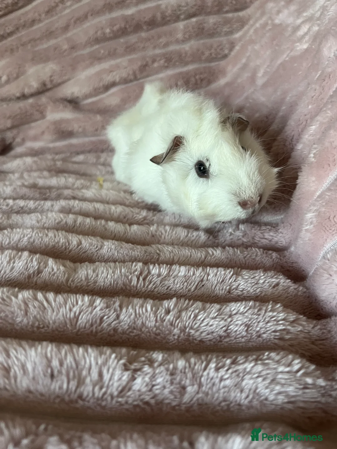 Guinea Pig rodents for sale: Female and Male Guinea Pigs - Advert 15