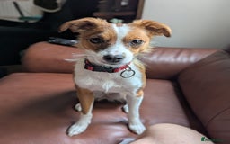 Mixed Breed dogs for sale: Roo - Lovely Small Dog - Image 3
