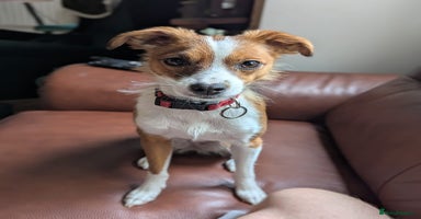 Mixed Breed dogs - Advert 10