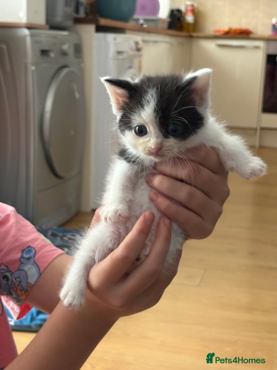 Ragdoll cats for sale: Ragdoll cross  - Image 3