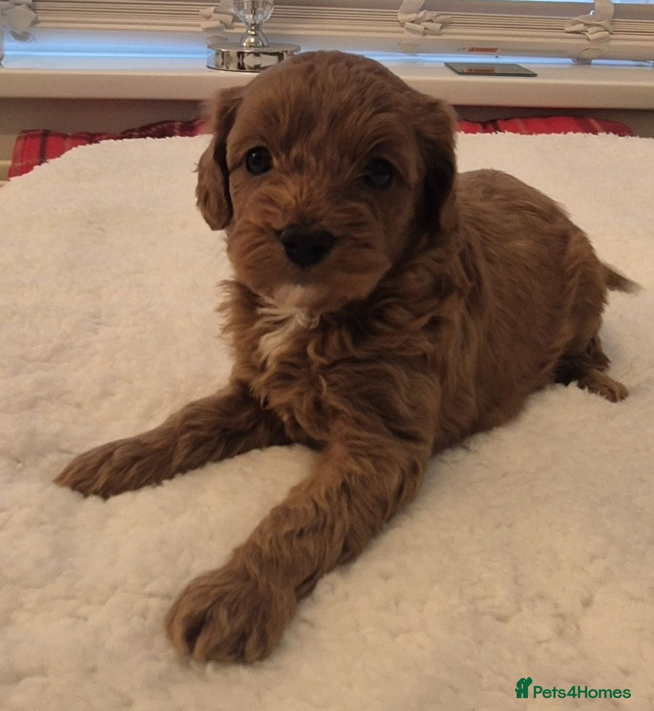 Cavapoo dogs F1B HEALTH TESTED CAVAPOO PUPPIES  - Advert 5