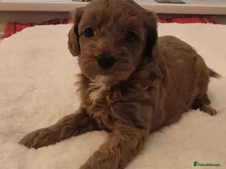 Cavapoo dogs F1B HEALTH TESTED CAVAPOO PUPPIES - Advert 5