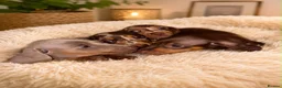 Dachshund dogs for sale: Dachshund puppies  in Telford - Advert 3