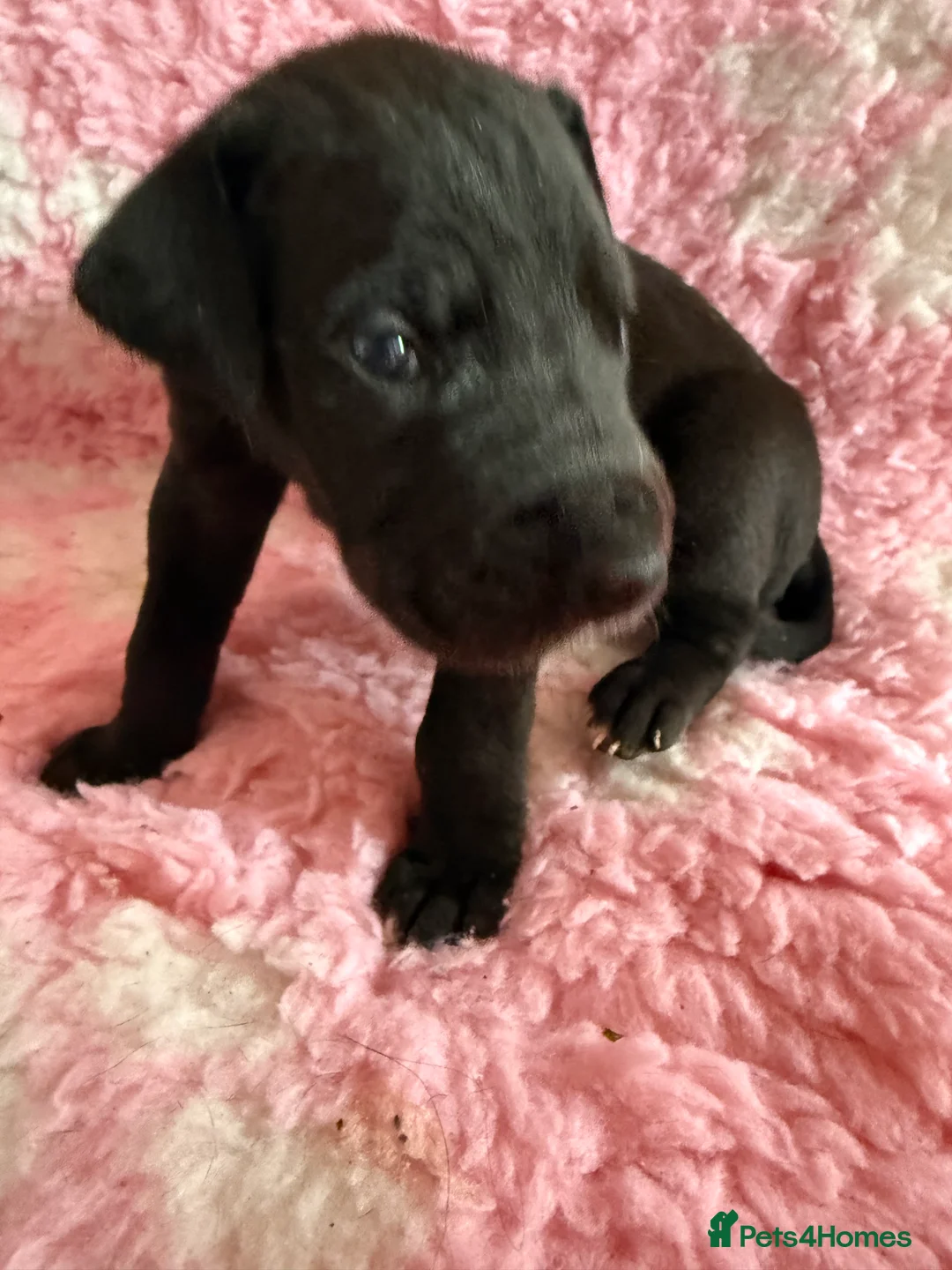 Great Dane dogs for sale: Stunning pure bred Great Dane puppies in St. Ives - Advert 3