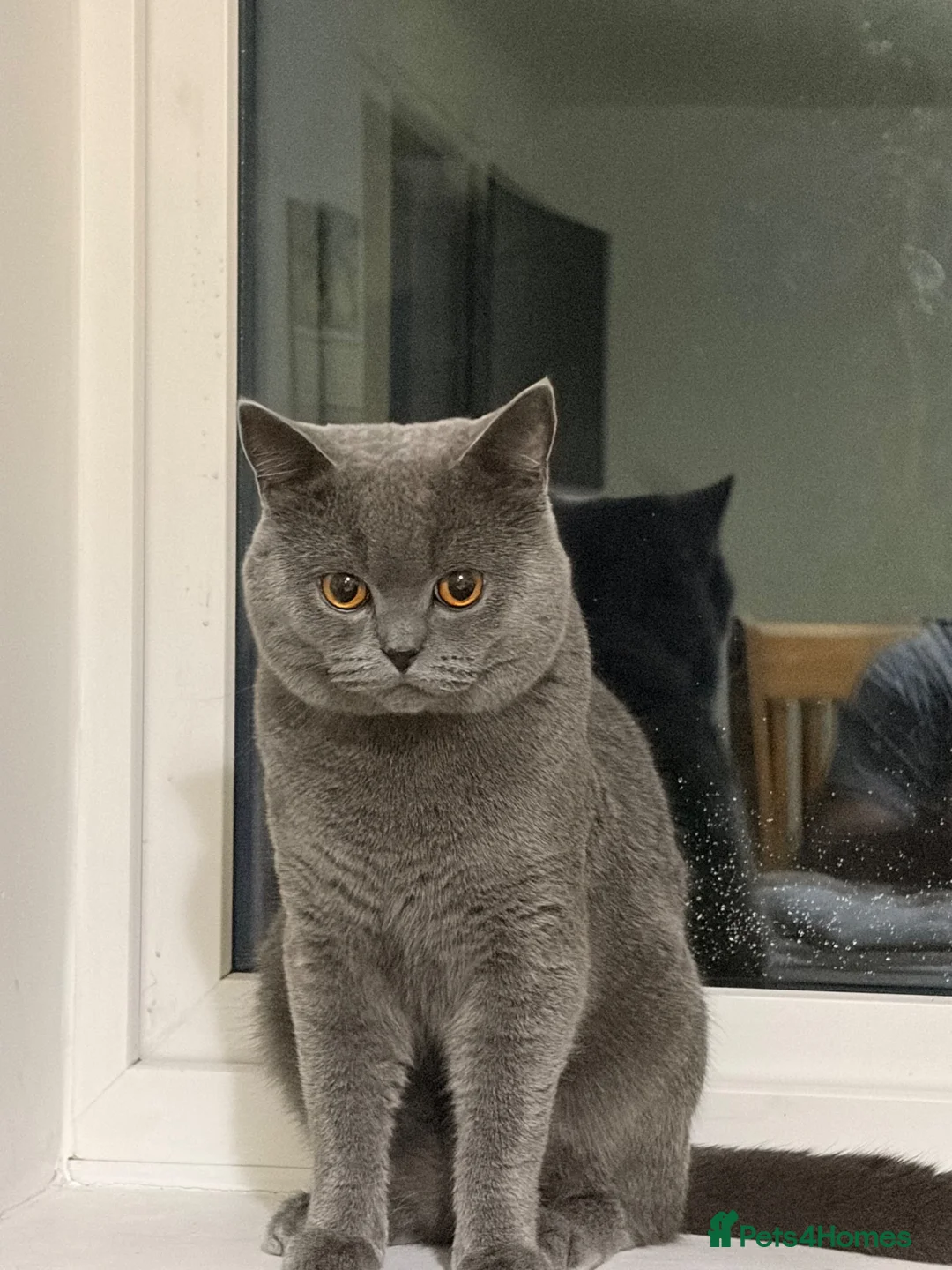 British Shorthair cats for sale: British shorthair male for sale 1 year 3 months ol - Advert 2
