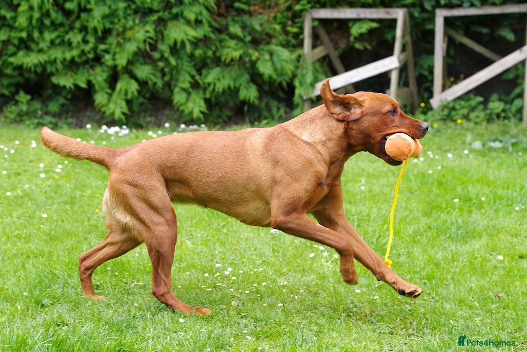 Labrador Retriever dogs for sale: Darkest Mahogany Fox Red Puppies - Image 8