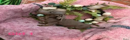 Miniature Dachshund dogs for sale: Minature Dachshund puppys  - Advert 11