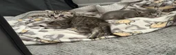 British Shorthair cats for sale: British shorthair /russian blue kittens  - Advert 26