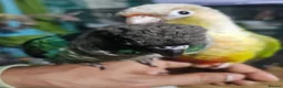 Conures birds for sale: Beautiful Hand-Tame Conures - Advert 6