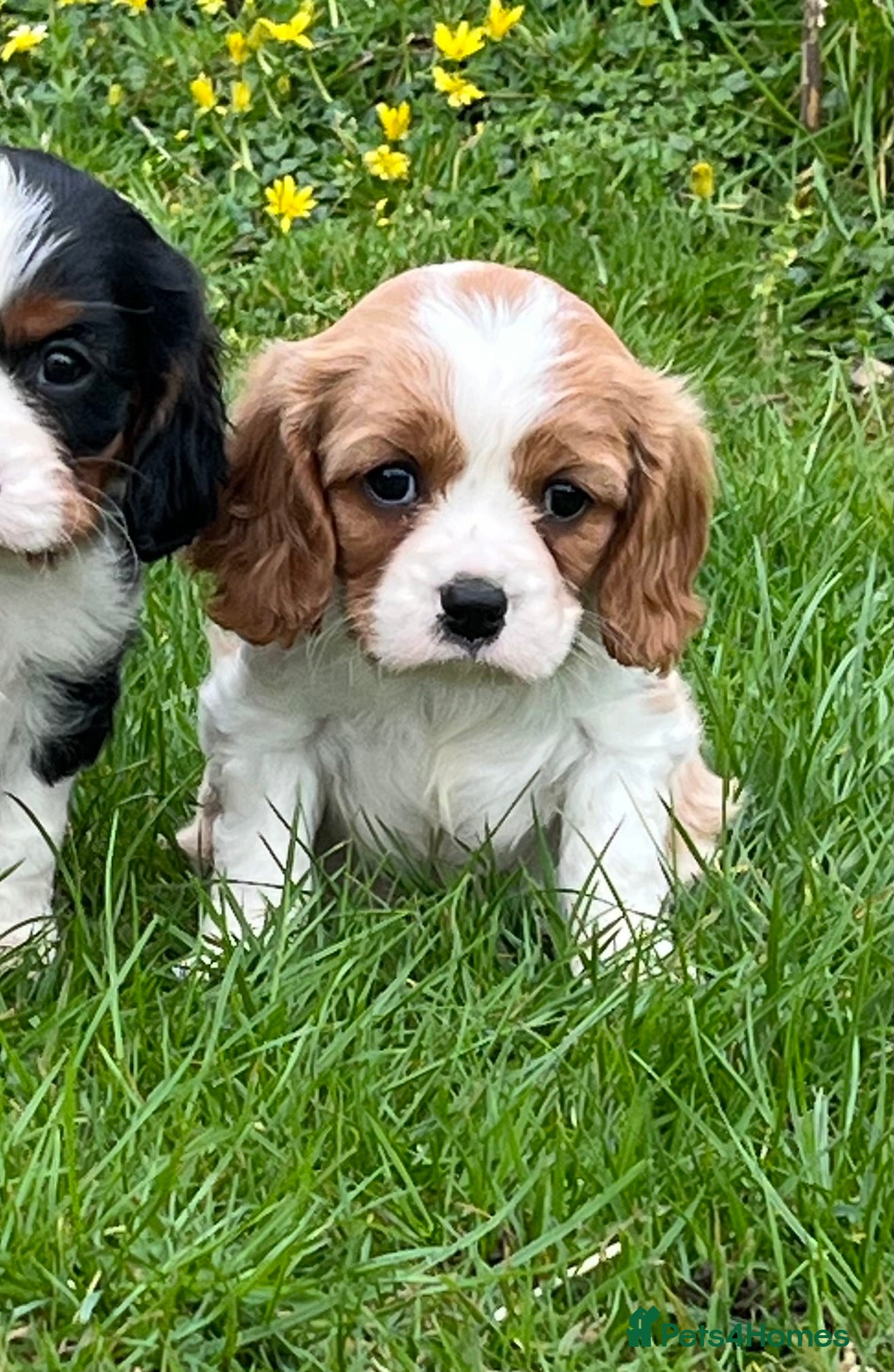 Cavalier King Charles Spaniel dogs Beautiful King Charles Cavalier puppies - Advert 2