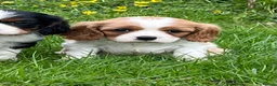 Cavalier King Charles Spaniel dogs for sale: Beautiful King Charles Cavalier puppies - Advert 7