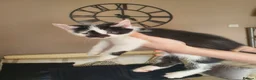 Domestic Shorthair cats for sale: Kittens for sale - Advert 8