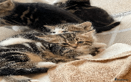 Mixed Breed cats for sale: Beautiful mixed tabby kittens - Image 3