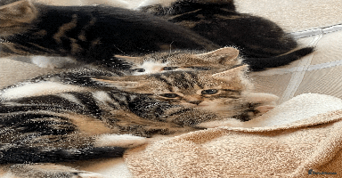 Mixed Breed cats Beautiful mixed tabby kittens - Advert 2