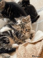 Mixed Breed cats Beautiful mixed tabby kittens - Advert 14