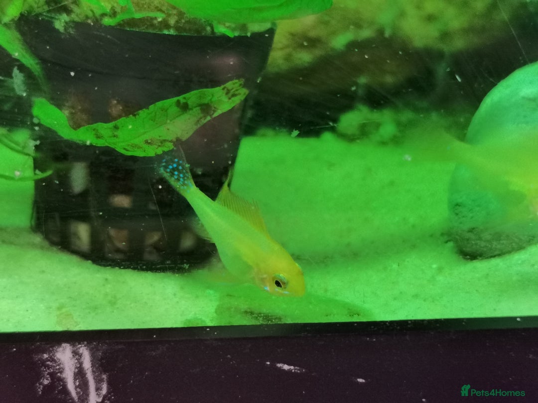 Catfish fish for sale: German Rams Various kinds - Image 4