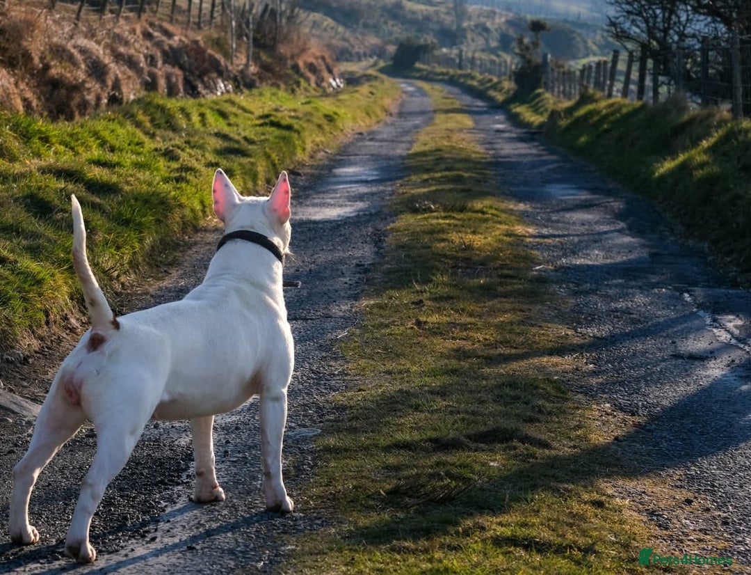 English Bull Terrier dogs for sale: English bull terrier pups - Advert 3