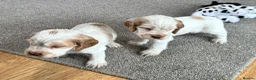 Cocker Spaniel dogs for sale: Stunning Orange roan boys - Advert 15
