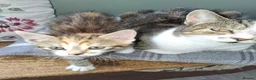 Mixed Breed cats for sale: RARE Tabico kittens 😻 Calico Tabbies  - Advert 1