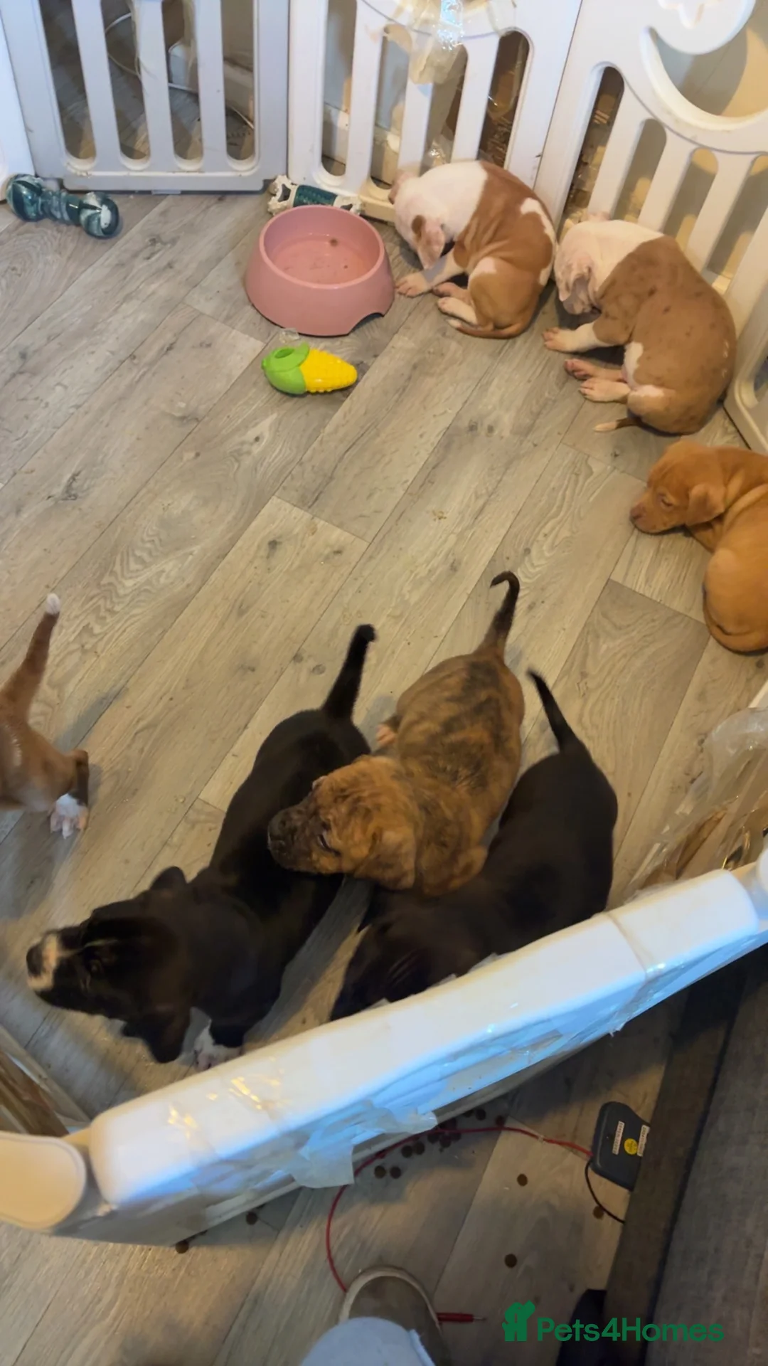 Mixed Breed dogs for sale: French mastiff cross pocket bully’s  - Advert 3