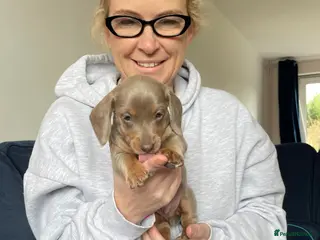 Miniature Dachshund dogs OX15 Mini Dachshund Pups ISABELLA & BLUE ISABELLA - Advert 10