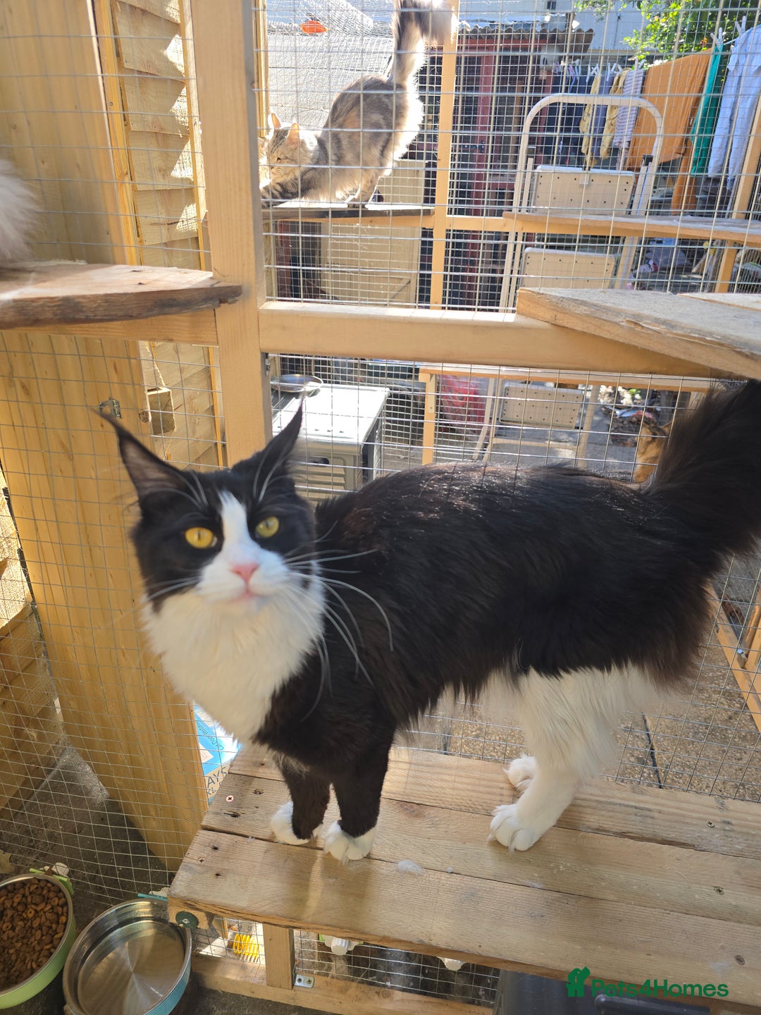 Maine Coon cats for sale: Stunning Active Adult Female Black Bicolor - Advert 6