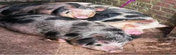 Pig livestock for sale: Mini piglets available  - Advert 6