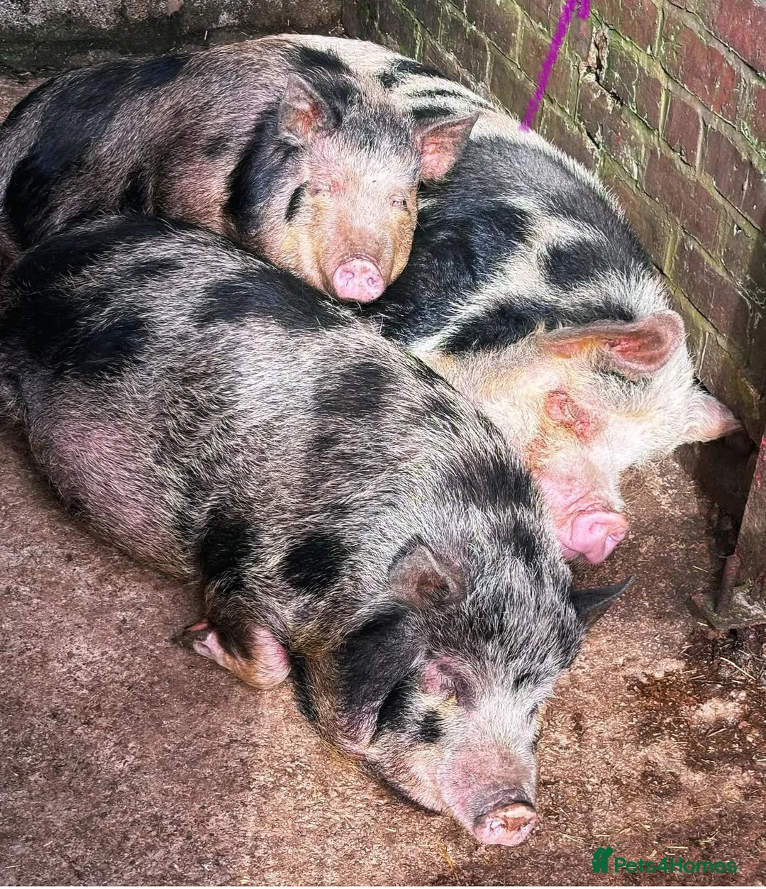 Pig livestock for sale: Mini piglets available  - Advert 6