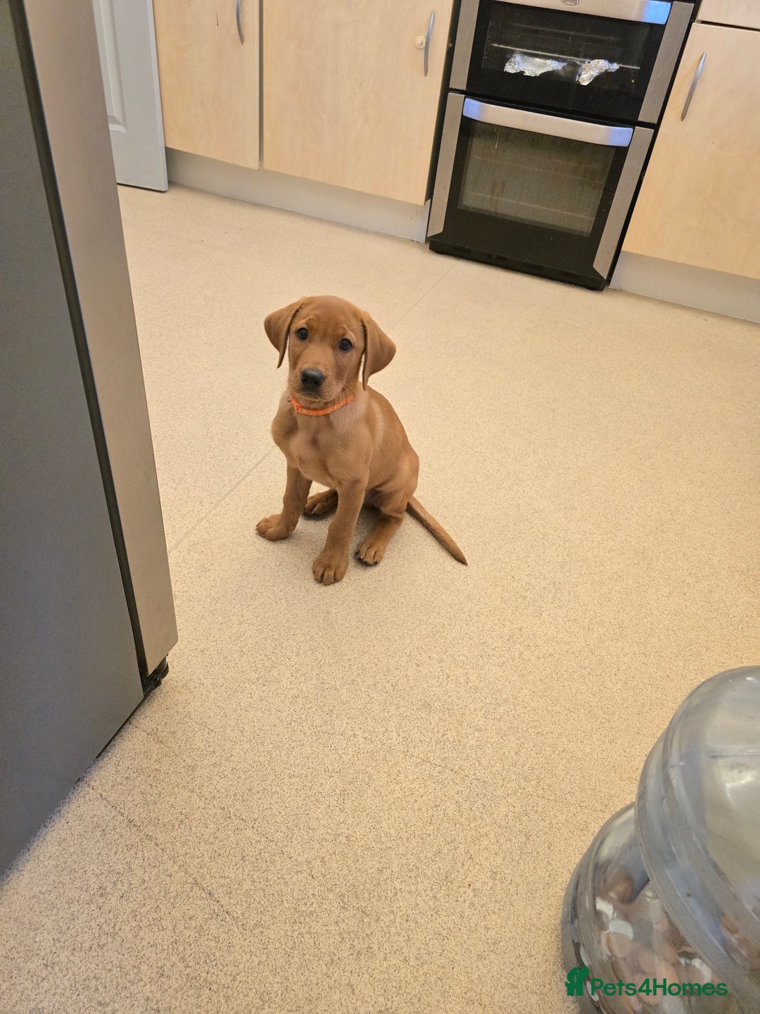 Labrador Retriever dogs for sale: Kc registered labrador puppies - Image 3