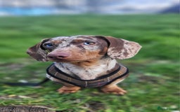 Miniature Dachshund dogs for sale: STUNNING KC REG MINIATURE DAPPLE DACHSHUNDS  - Image 20