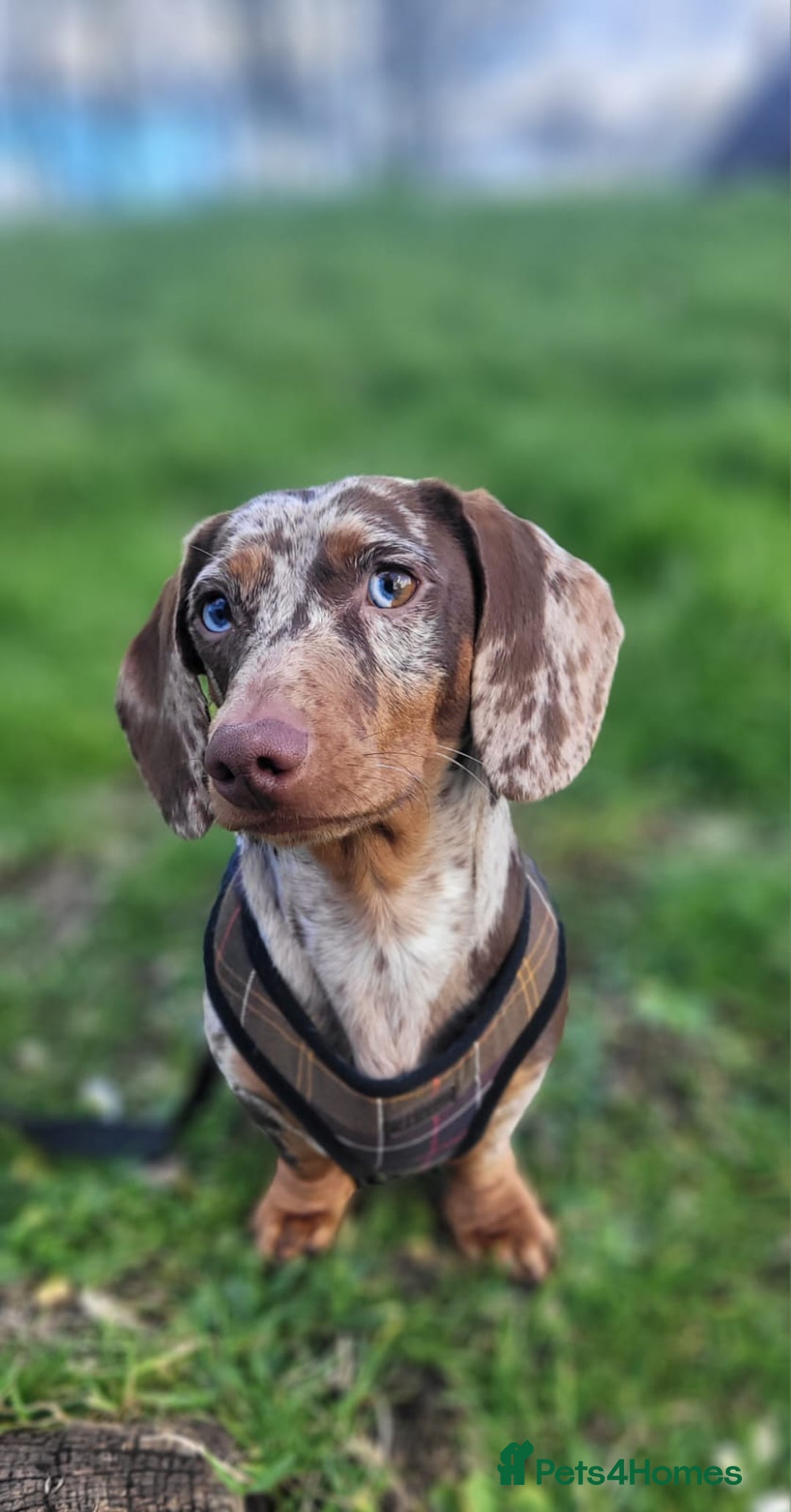 Miniature Dachshund dogs for sale: STUNNING KC REG MINIATURE DAPPLE DACHSHUNDS  - Image 20