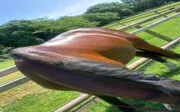 Welsh Section C horses for sale: 5 year old gelding looking for a new home - Advert 6