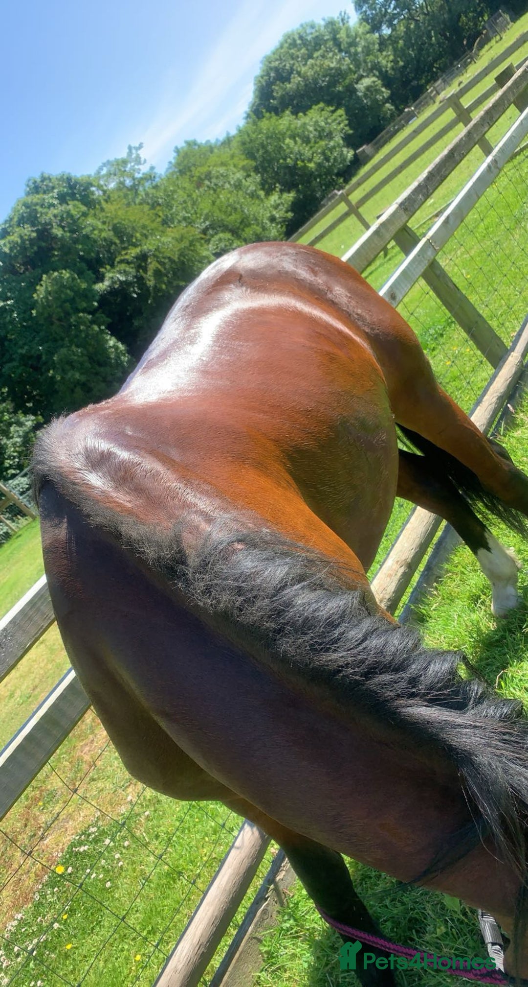 Welsh Section C horses for sale: 5 year old gelding looking for a new home - Advert 6