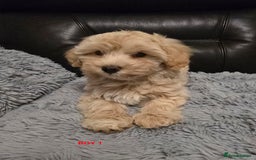 Maltipoo dogs for sale: MALTIPOO PUPPIES FOR SALE - Image 30