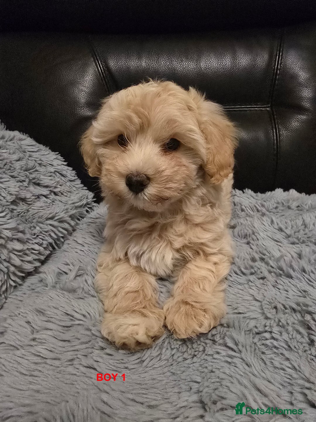 Maltipoo dogs for sale: MALTIPOO PUPPIES FOR SALE - Image 30