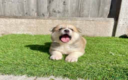 Akita dogs for sale: American Akita Puppys for sale  - Image 10