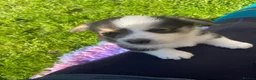 Welsh Corgi Pembroke dogs for sale: Badger needs a home! KC Corgi ready now  - Advert 19