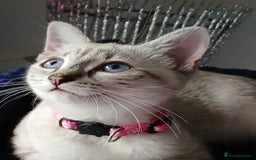 Ragdoll cats for sale: Teddie & Mystie - Image 1