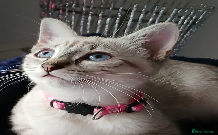 Ragdoll cats - Advert 11