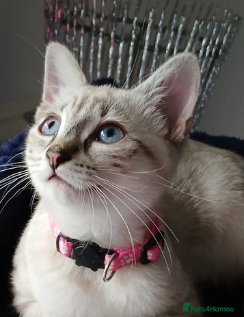 Ragdoll cats - Advert 1