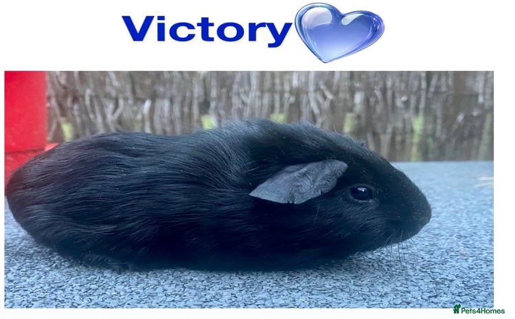 Guinea Pig rodents - Advert 1