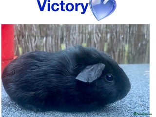 Guinea Pig rodents - Advert 26