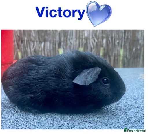 Guinea Pig rodents - Advert 1