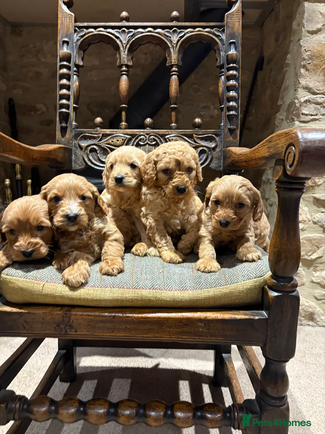 Cockapoo dogs for sale: Cockapoo show type pups, PRIZEWINNING LINES  - Advert 1