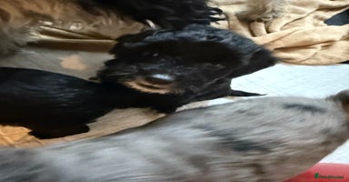 Cockapoo dogs - Advert 3