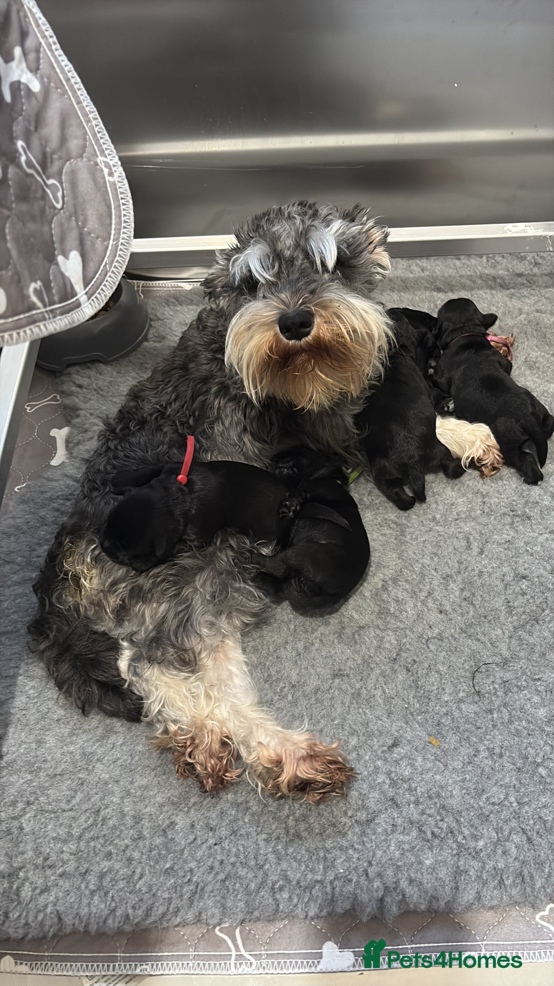 Miniature Schnauzer dogs for sale: KC Registered Miniature Schnauzer Puppies  - Advert 3
