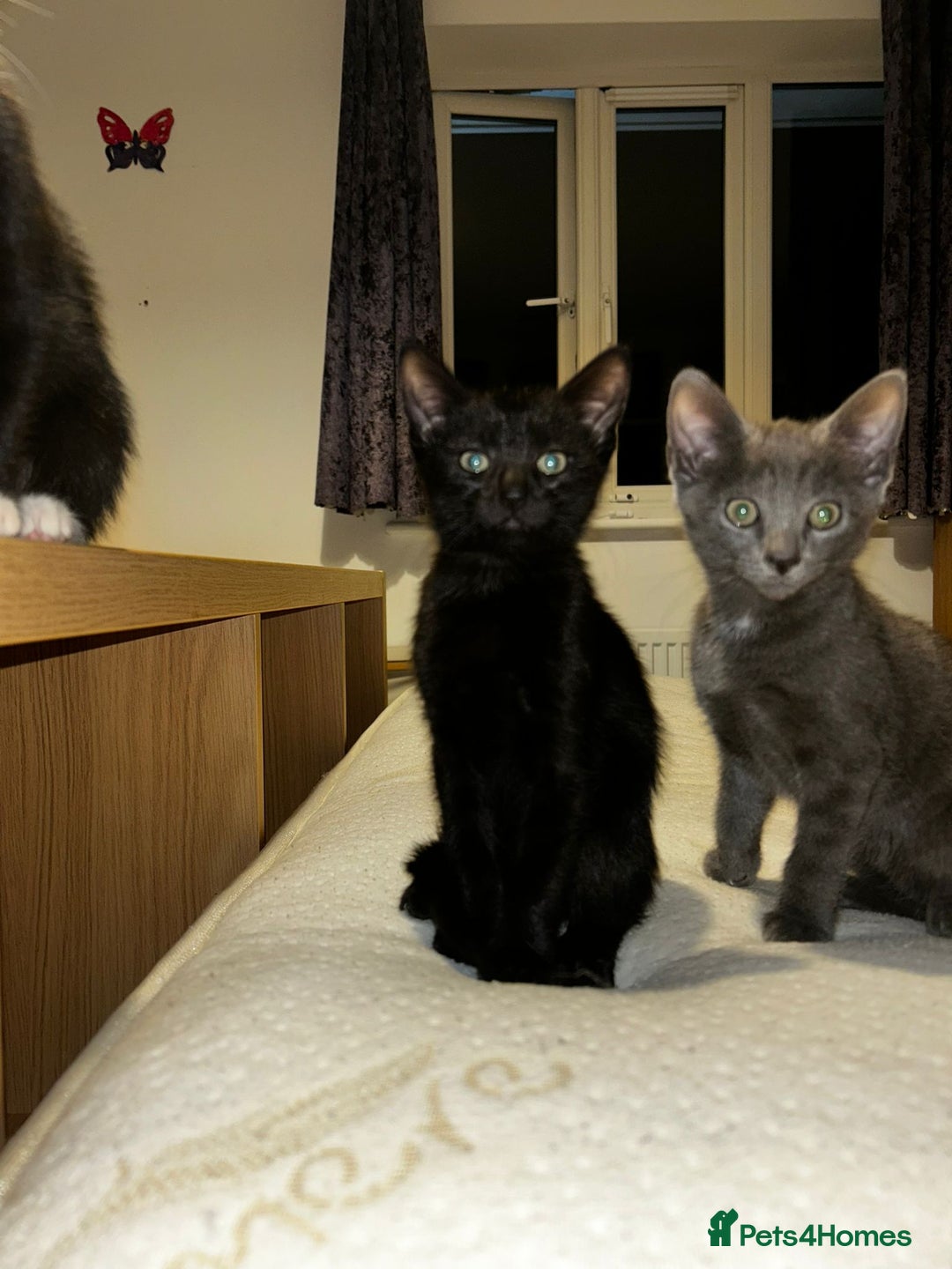 British Shorthair cats for sale: 2 kittens for new home - Advert 1