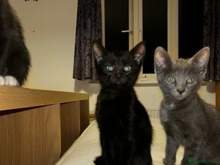 British Shorthair cats 2 kittens for new home - Advert 1