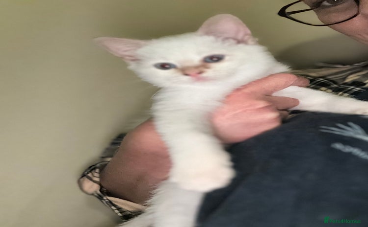 Ragdoll cats - Advert 14