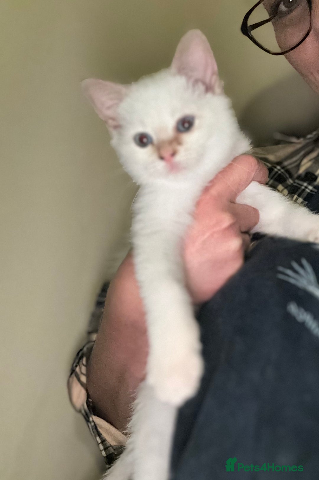Ragdoll cats for sale: Female kitten Ragdoll x Mix Ragdoll  - Image 1